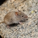 Olive Grass Mouse - Photo (c) Javier Perez Cid, all rights reserved, uploaded by Javier Perez Cid