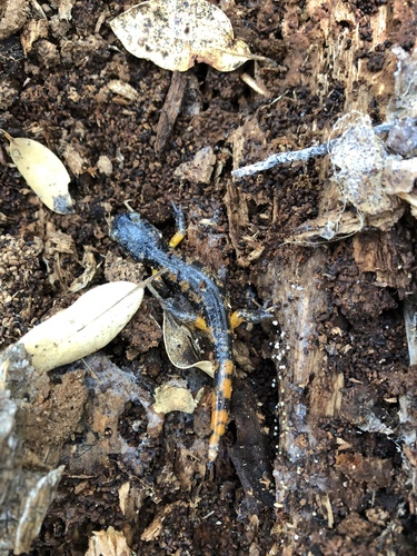 iNaturalist observation photo of Sierra Nevada Ensatina