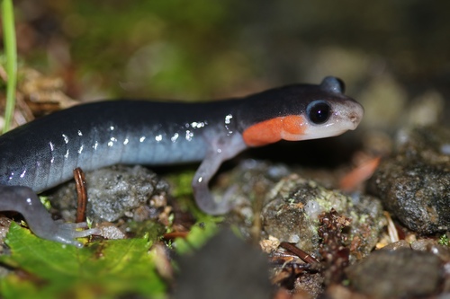 Red-cheeked Salamander