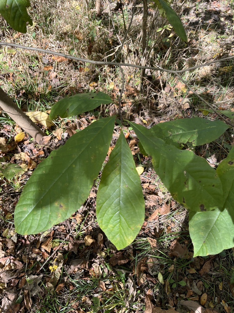 common pawpaw from Crescent Hills Dr, Hillsboro, MO, US on October 13 ...