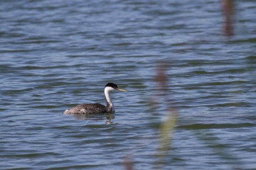 iNaturalist observation photo of Western Grebe