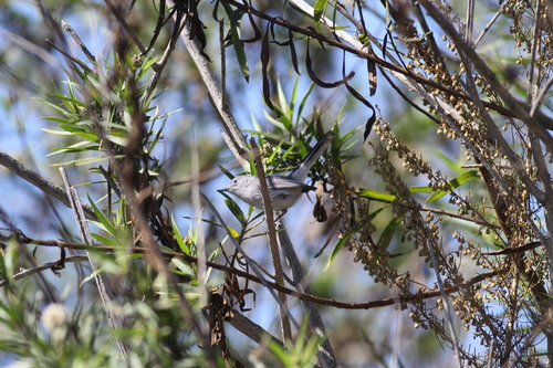 iNaturalist observation photo of Blue-gray Gnatcatcher
