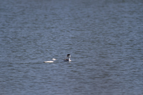 iNaturalist observation photo of Clark's Grebe