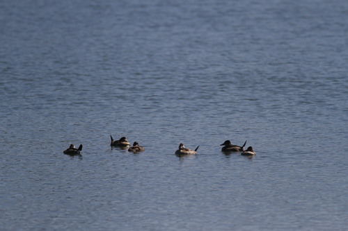 iNaturalist observation photo of Ruddy Duck