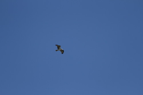 iNaturalist observation photo of Osprey