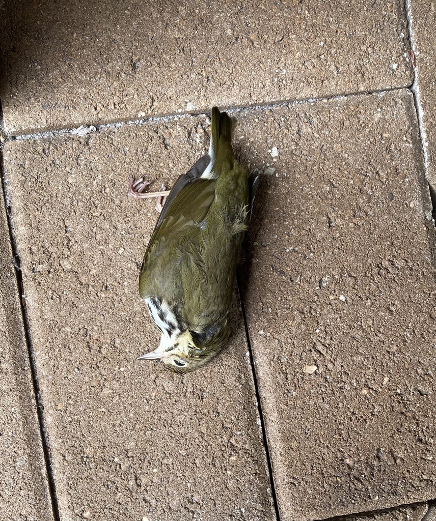 Ovenbird From Harbor Shops Fort Lauderdale FL US On October 13 2024 ovenbird-from-harbor-shops-fort-lauderdale-fl-us-on-october-13-2024