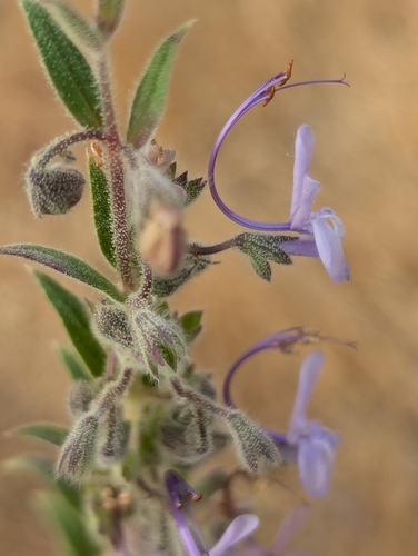 iNaturalist observation photo of Vinegar Weed