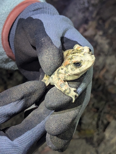 iNaturalist observation photo of Western Toad