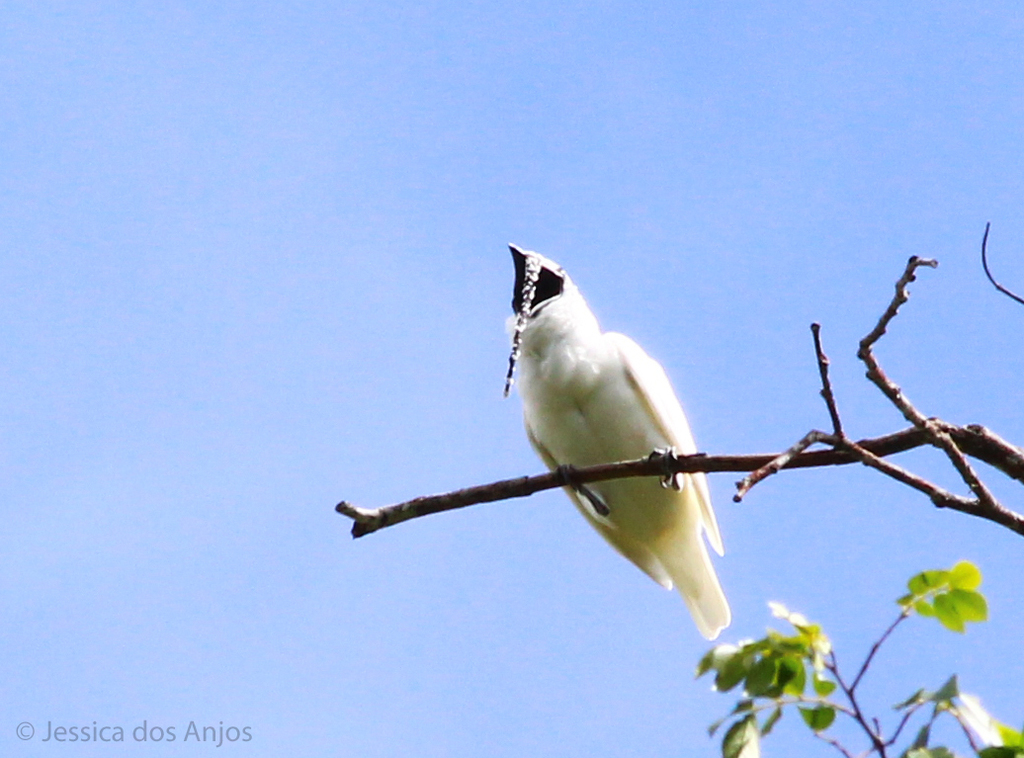 White Bellbird from Serra do Apiau, Mucajaí - RR, 69340-000, Brasil on ...