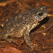 Granular Toad - Photo (c) Jessica dos Anjos, all rights reserved, uploaded by Jessica dos Anjos