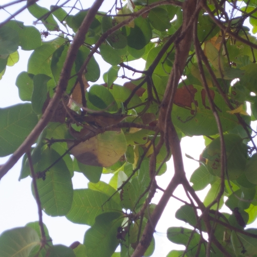 Troglodytes musculus musculus