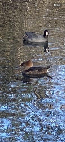 iNaturalist observation photo of Hooded Merganser