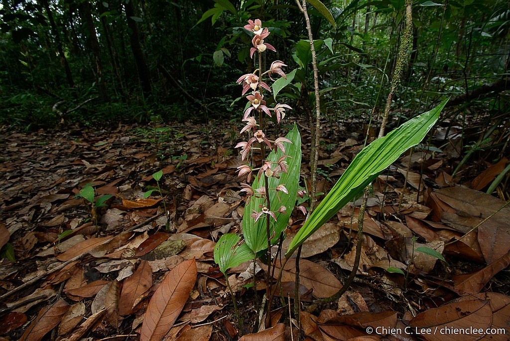 Tainia paucifolia (Tainia paucifolia)