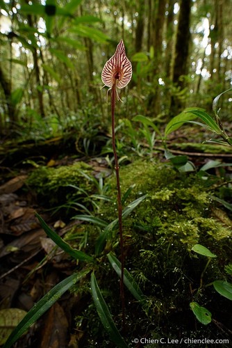 Corsia arfakensis