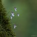 Utricularia moniliformis - Photo (c) Chien Lee, todos los derechos reservados, subido por Chien Lee