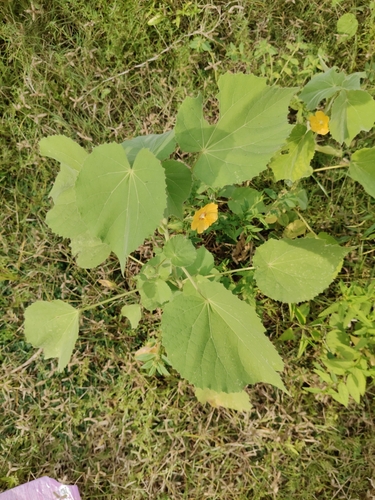 Florida Keys Indian mallow