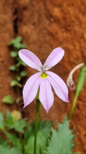 Lithotoma petraea (F.Muell.) E.B.Knox