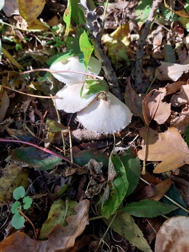 Lepiota subalba