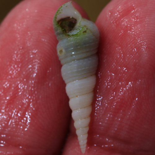 Mesalia mesal