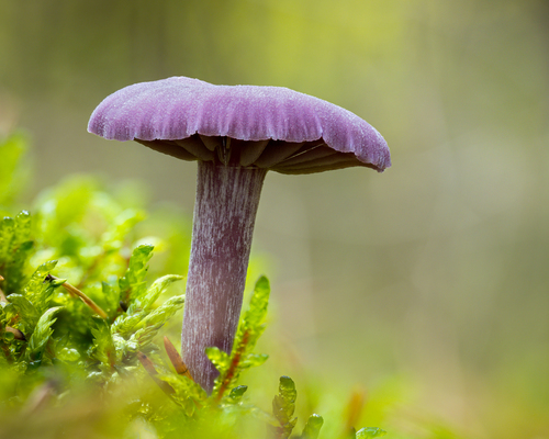 Amethyst Deceiver