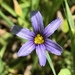 Idaho Blue-eyed Grass - Photo (c) Samia Foster, all rights reserved, uploaded by Samia Foster