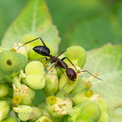 刚果弓背蚁Camponotus congolensis