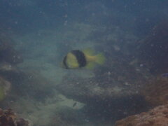 Scorpionfish