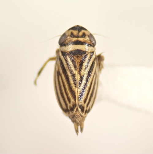 Anoscopus flavostriatus