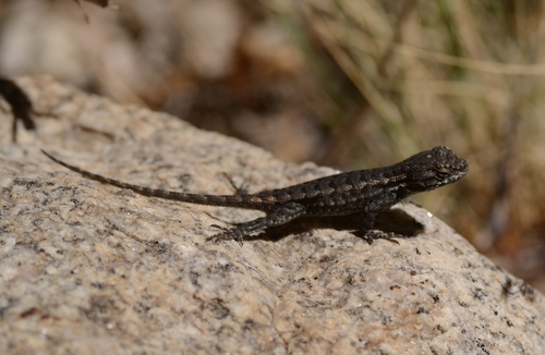 iNaturalist observation photo of Western Fence Lizard