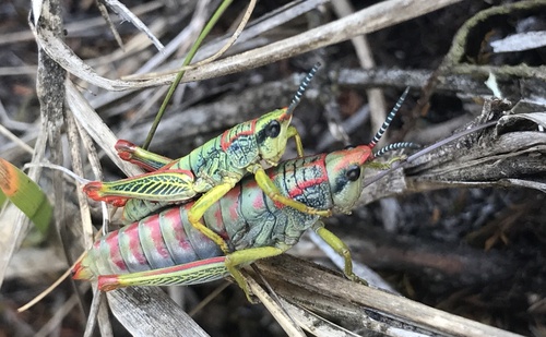 Parasphena hanangensis