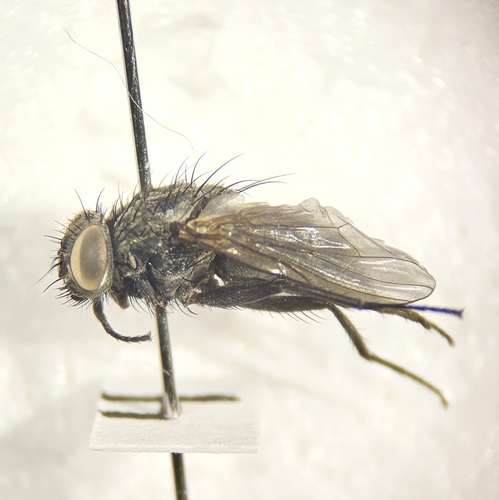Dark-horned Muscina