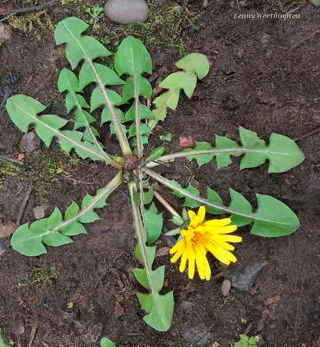 obtuse-leaved dandelion (Taraxacum obtusifrons)
