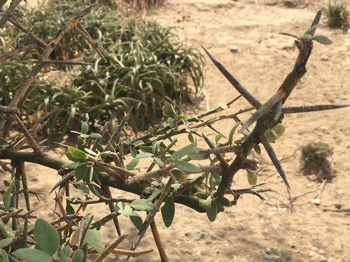 simple-thorned greenthorn