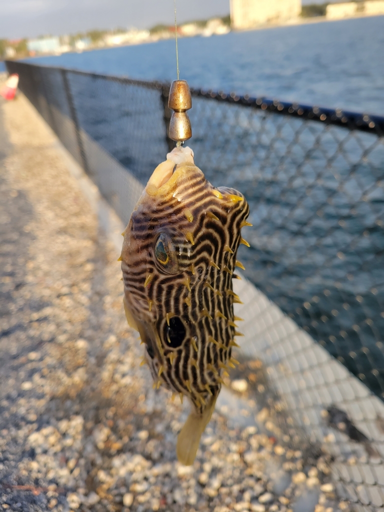 Striped Burrfish from Okaloosa County, FL, USA on November 21, 2023 at ...