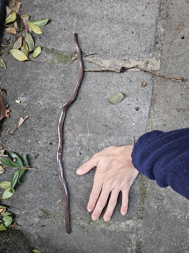 Blackish Blind Snake sighting