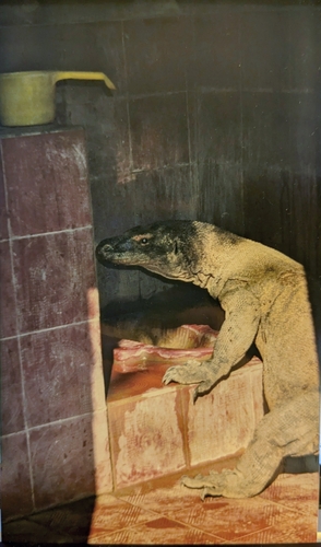 Komodo Dragon — seen at this dive site