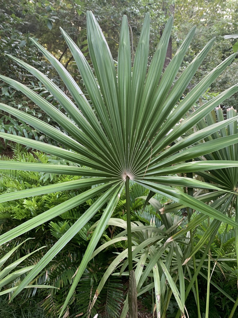 Guihaia argyrata (Guihaia argyrata)