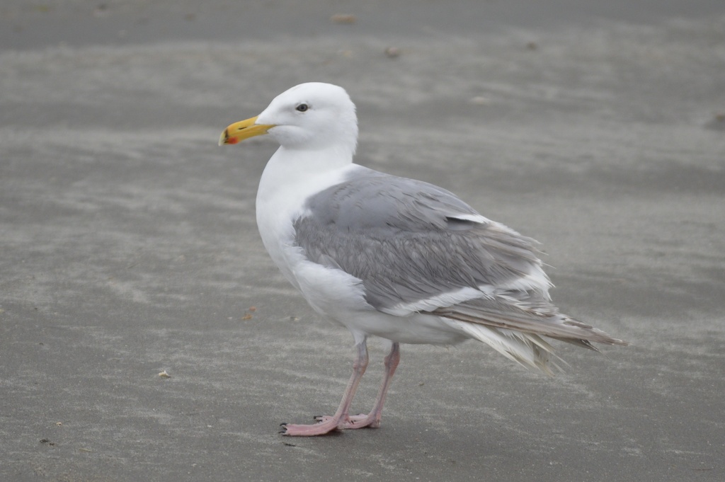 Glaucous Gull (Larus hyperboreus) photo