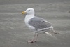 Glaucous-winged Gull - Photo (c) JJ Shaeffer, all rights reserved, uploaded by JJ Shaeffer