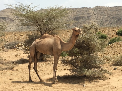 Dromedary Camel