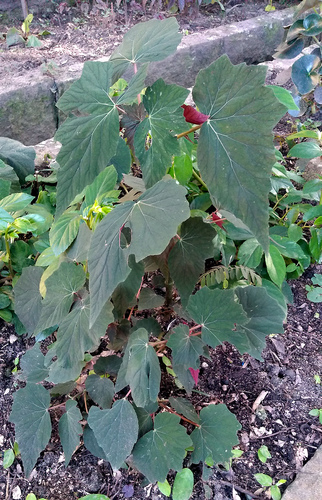 Begonia stenolepis
