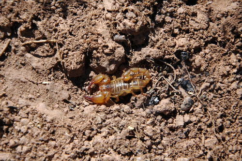 Diplocentrus zacatecanus
