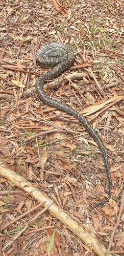 Coastal Carpet Python sighting