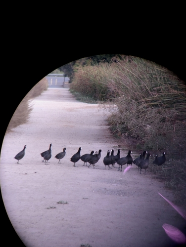 iNaturalist observation photo of American Coot