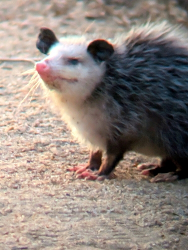 iNaturalist observation photo of Virginia Opossum
