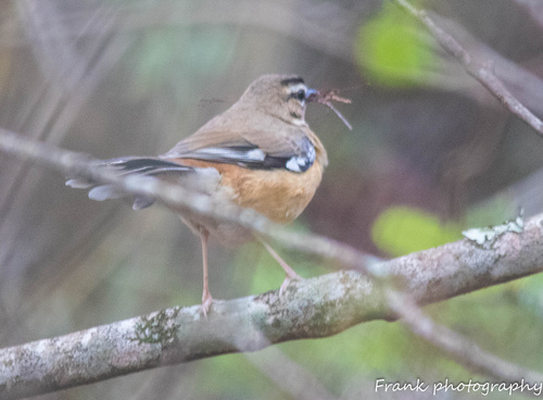 Bearded Scrub-Robin