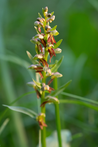 Frog Orchid