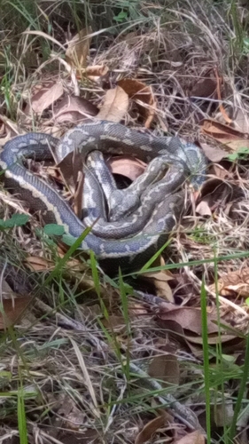 Coastal Carpet Python sighting