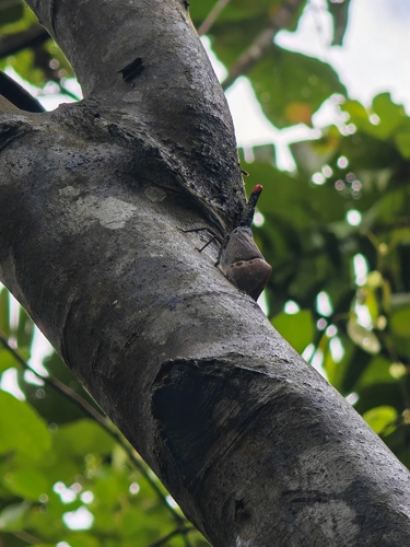 Pyrops pyrorhynchus