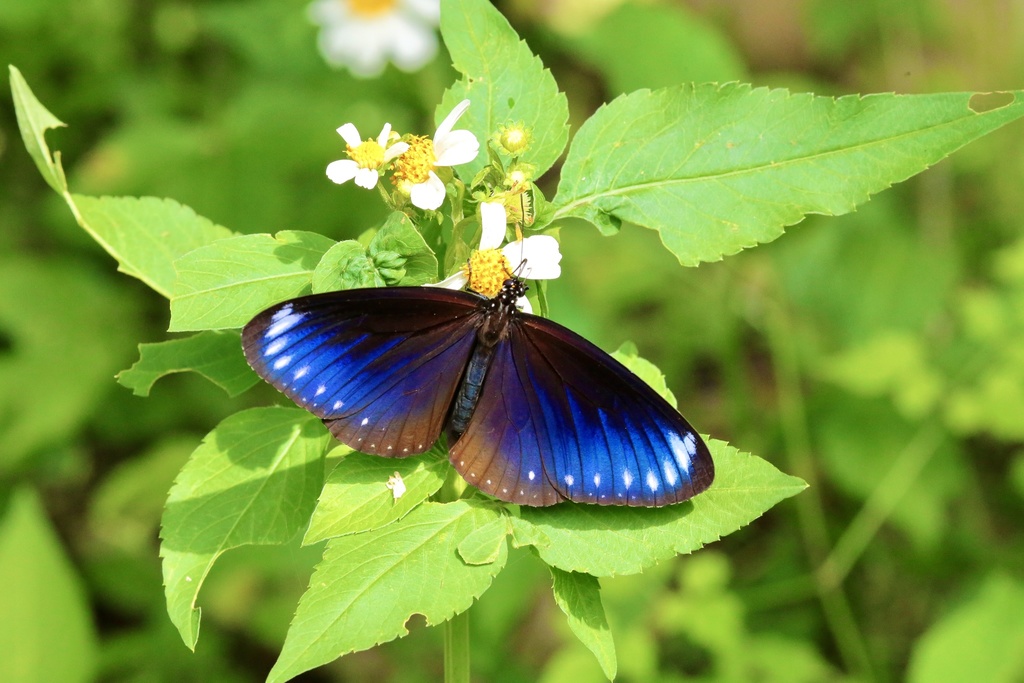 Purple Crow Butterfly (Euploea tulliolus) · iNaturalist
